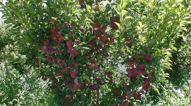 乾 亨 農 業(yè) 生 態(tài) 園 